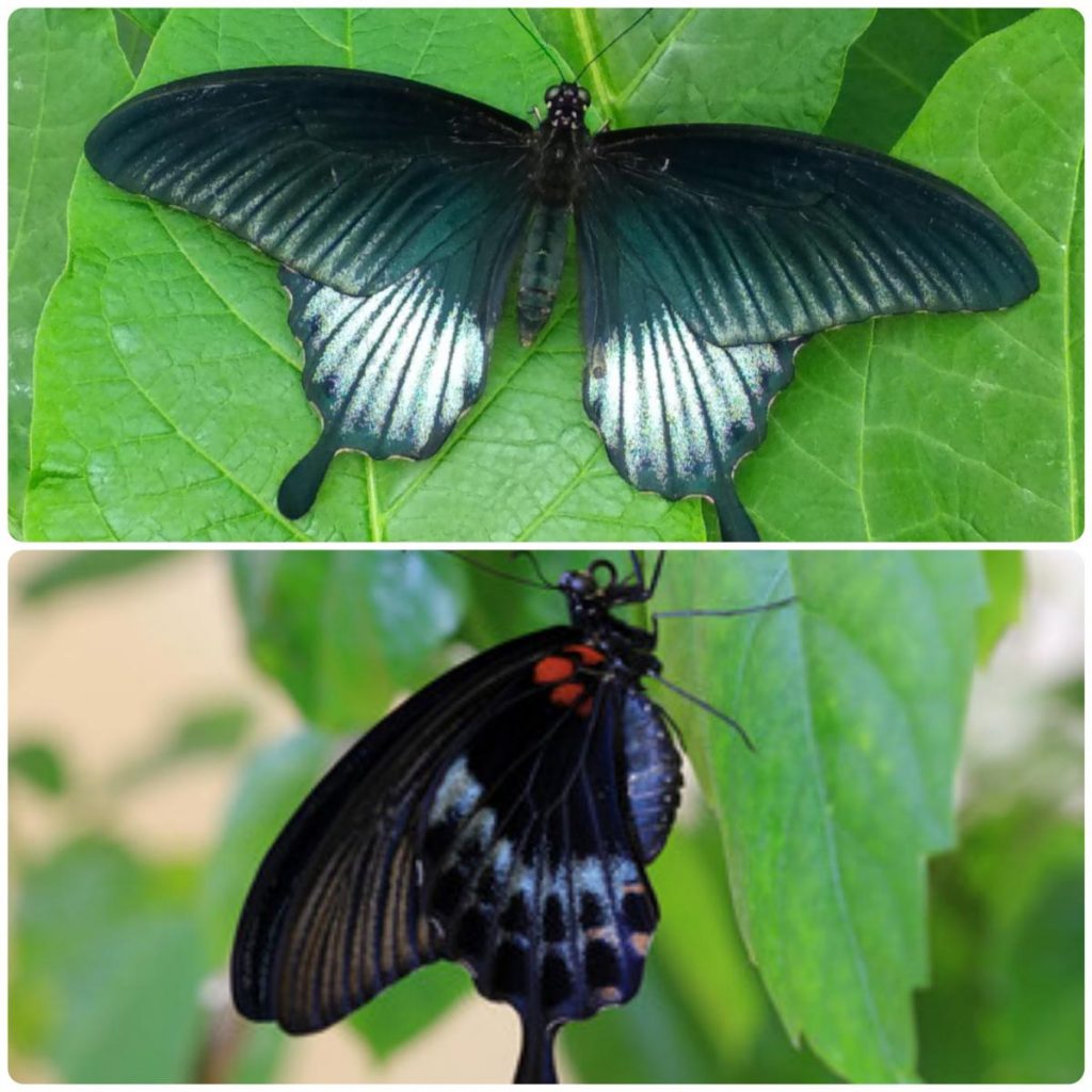 Живий тропічний метелик Papilio lowi