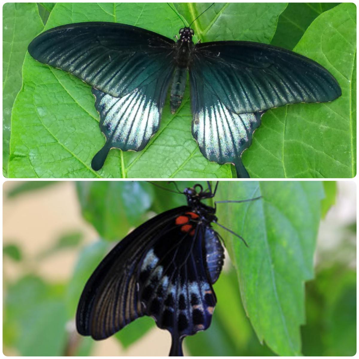 Живий тропічний метелик Papilio lowi - Зображення 5