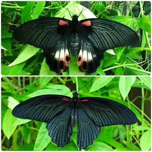 Живий тропічний метелик Papilio memnon
