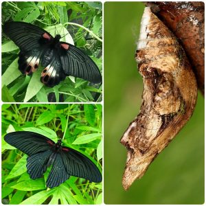 Лялечка метелика Papilio memnon