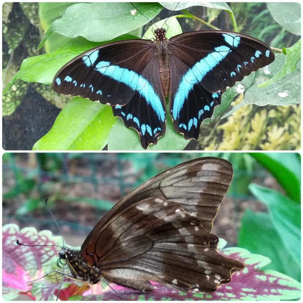 Живий тропічний метелик Papilio nireus