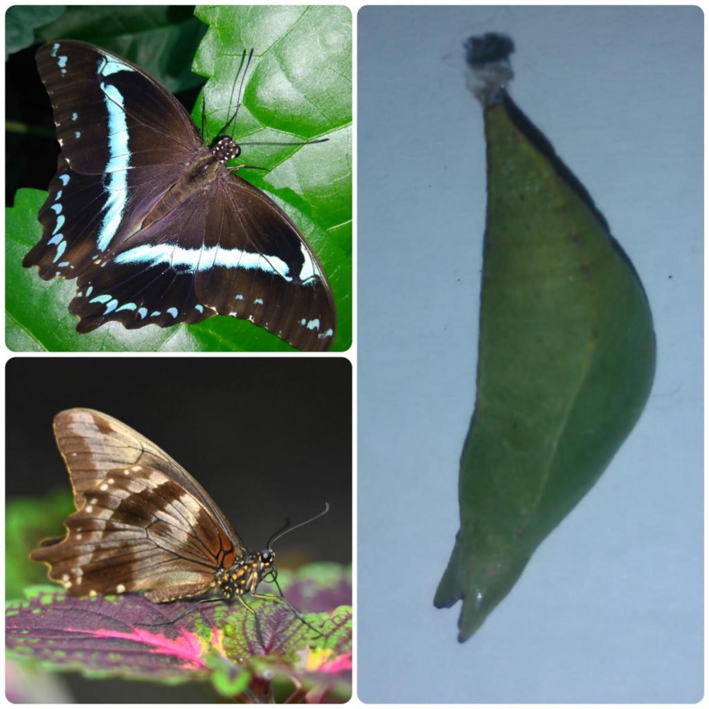 Лялечка метелика Papilio nireus