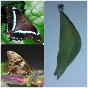 Лялечка метелика Papilio nireus