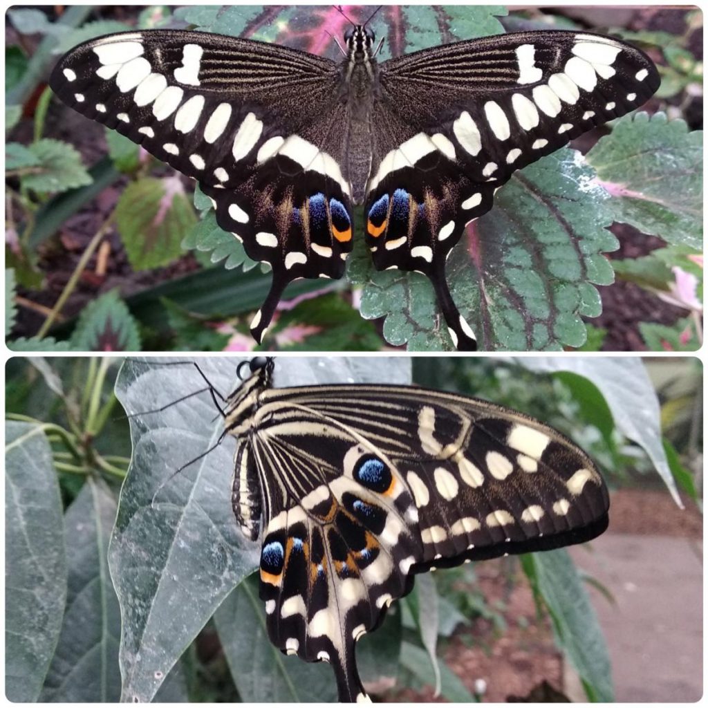 Живий тропічний метелик Papilio ophidicephalus