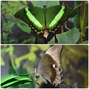 Живий тропічний метелик Papilio palinurus