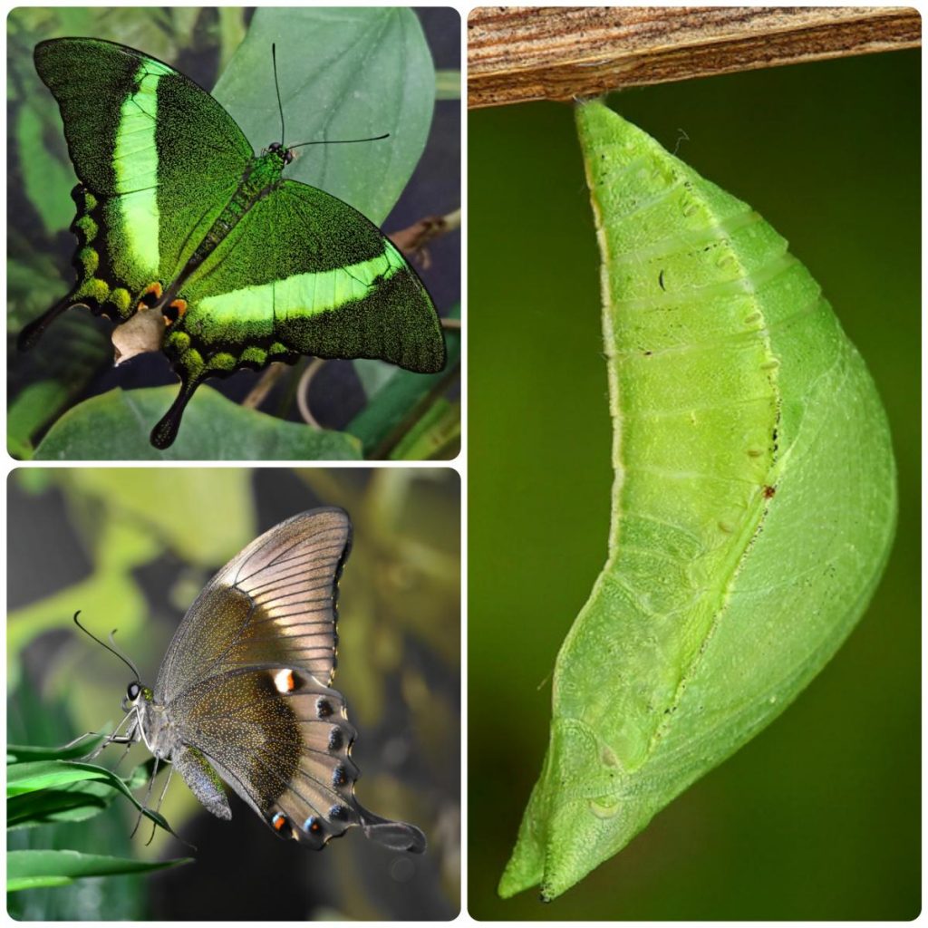 Лялечка метелика Papilio palinurus