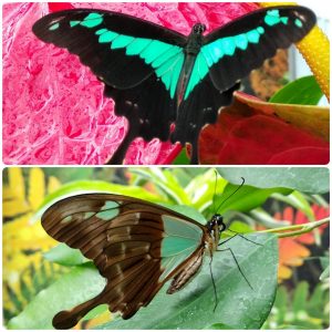 Живий тропічний метелик Papilio phorcas