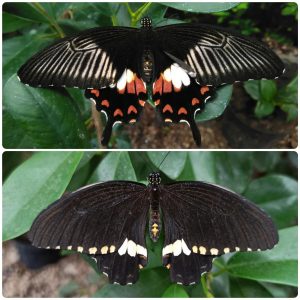Живий тропічний метелик Papilio polytes