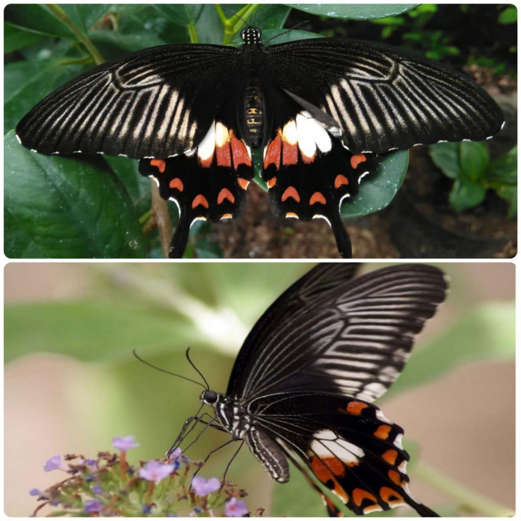Живий тропічний метелик Papilio polytes