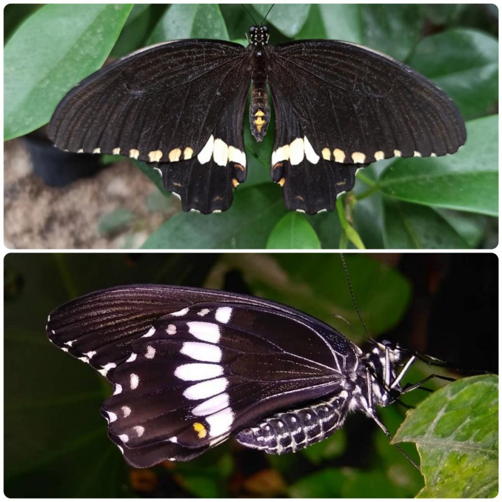 Живий тропічний метелик Papilio polytes
