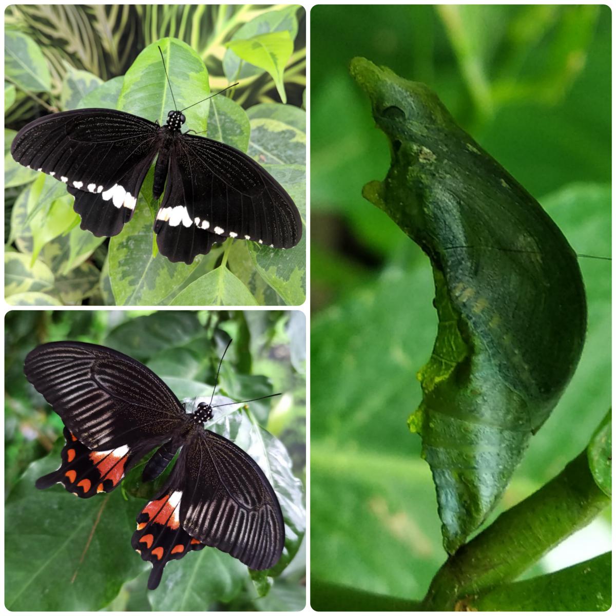 Лялечка метелика Papilio polytes