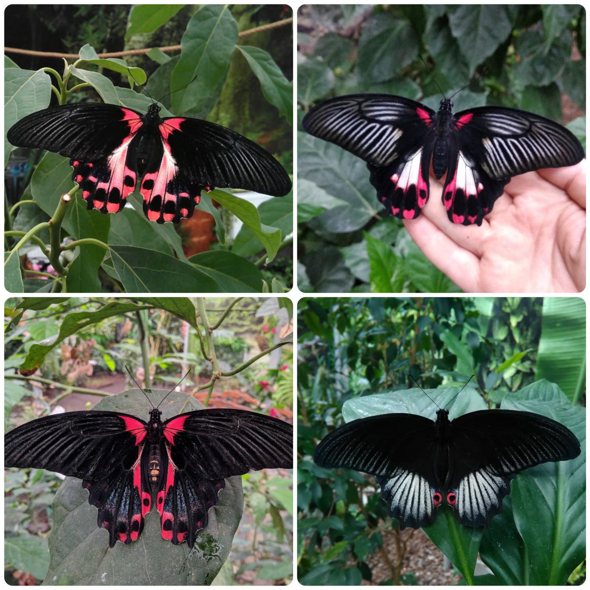 Живий тропічний метелик Papilio rumanzovia