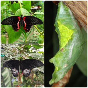 Лялечка метелика Papilio rumanzovia