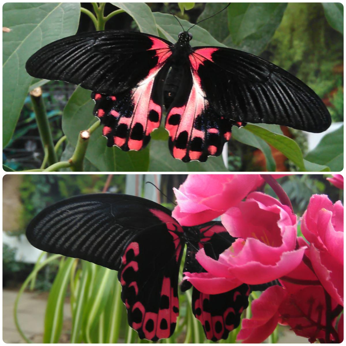 Живий тропічний метелик Papilio rumanzovia - Зображення 6