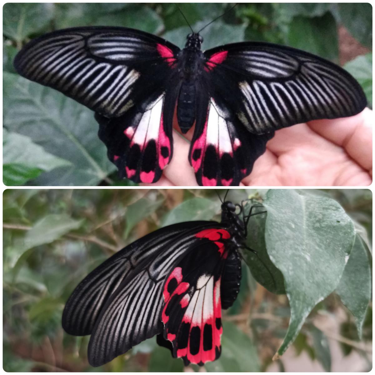 Живий тропічний метелик Papilio rumanzovia - Зображення 5