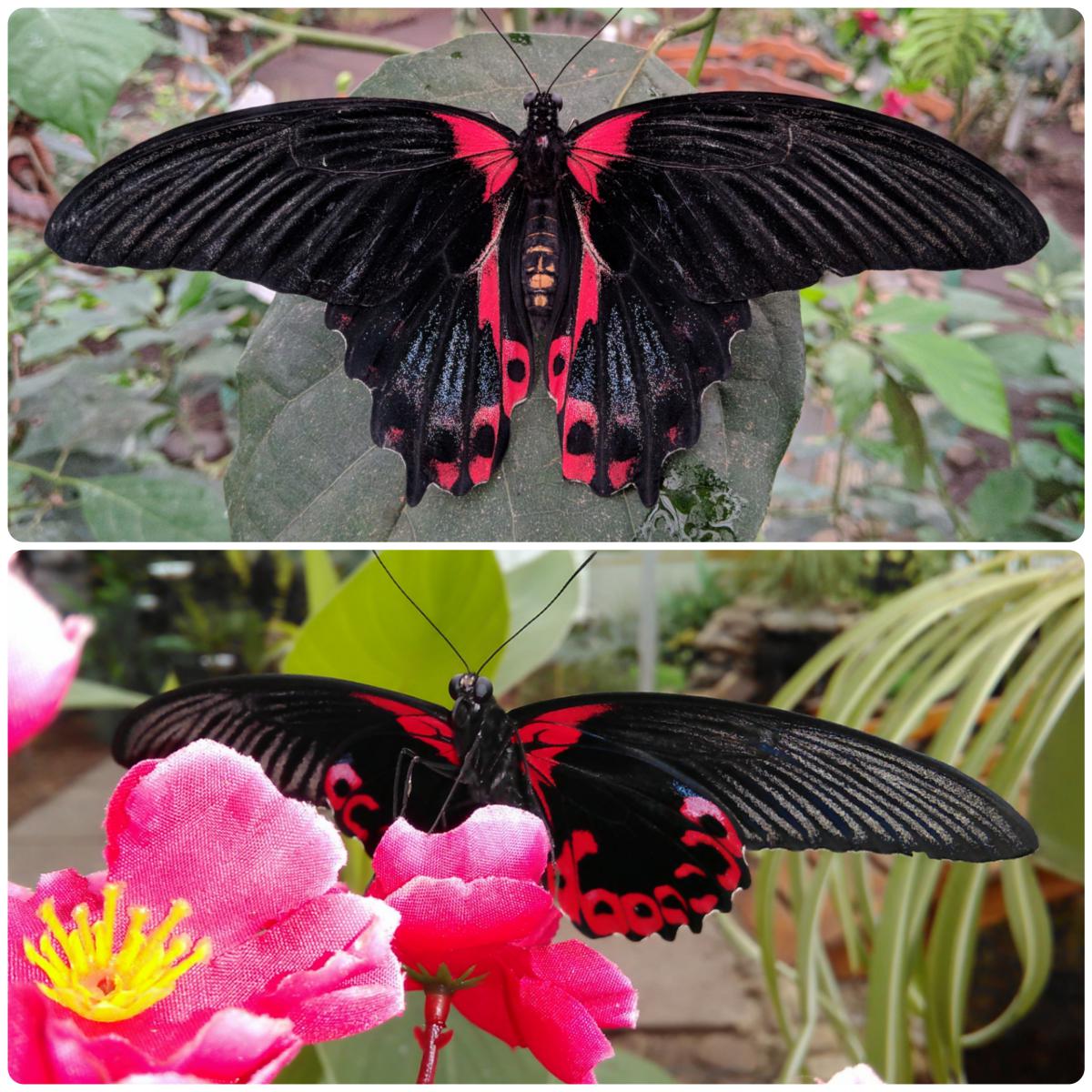 Живий тропічний метелик Papilio rumanzovia - Зображення 4