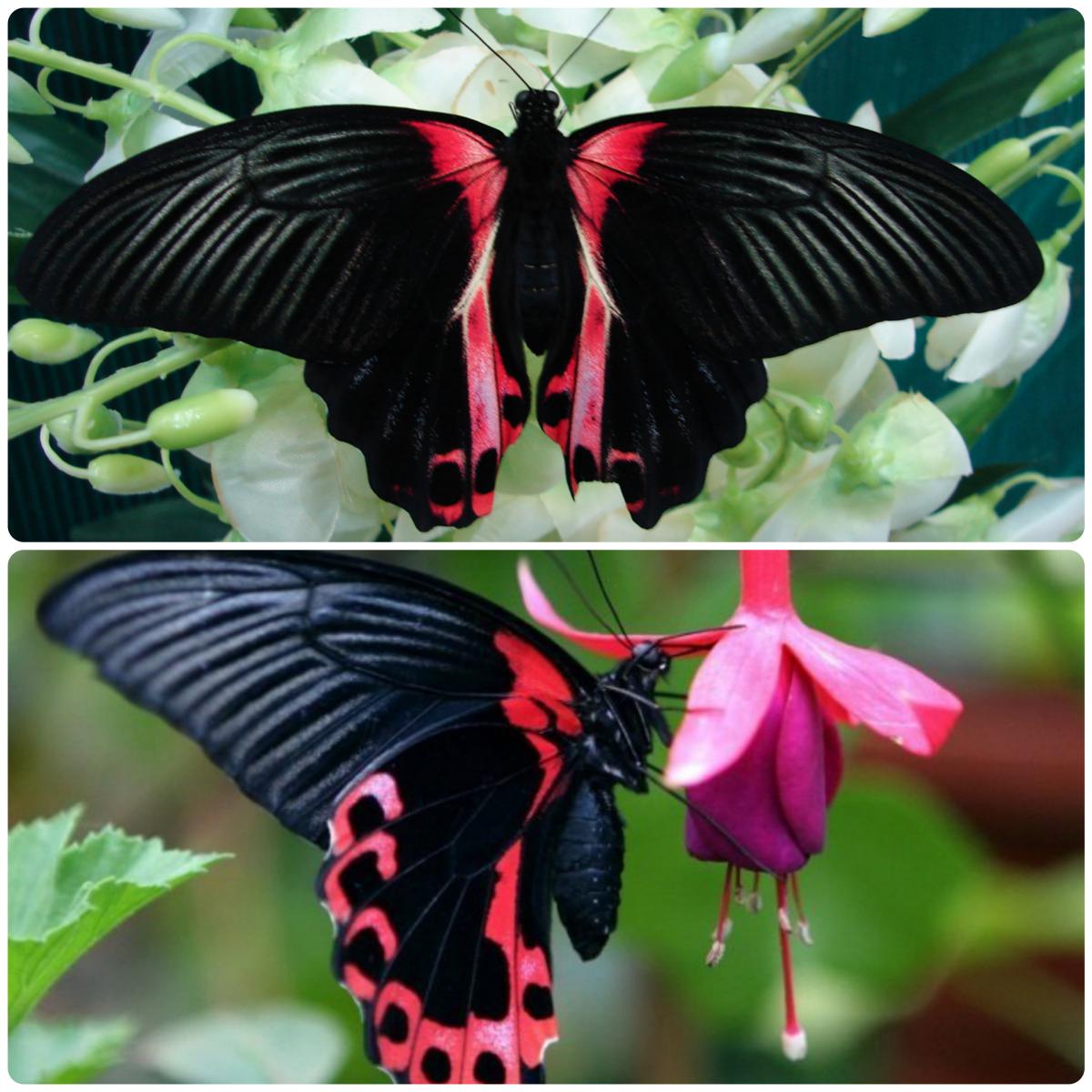 Живий тропічний метелик Papilio rumanzovia - Зображення 3