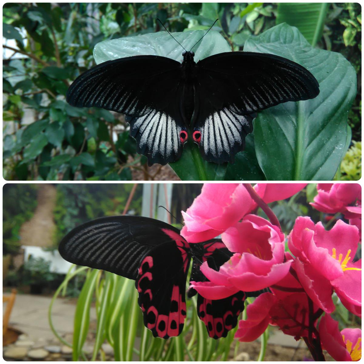 Живий тропічний метелик Papilio rumanzovia - Зображення 2
