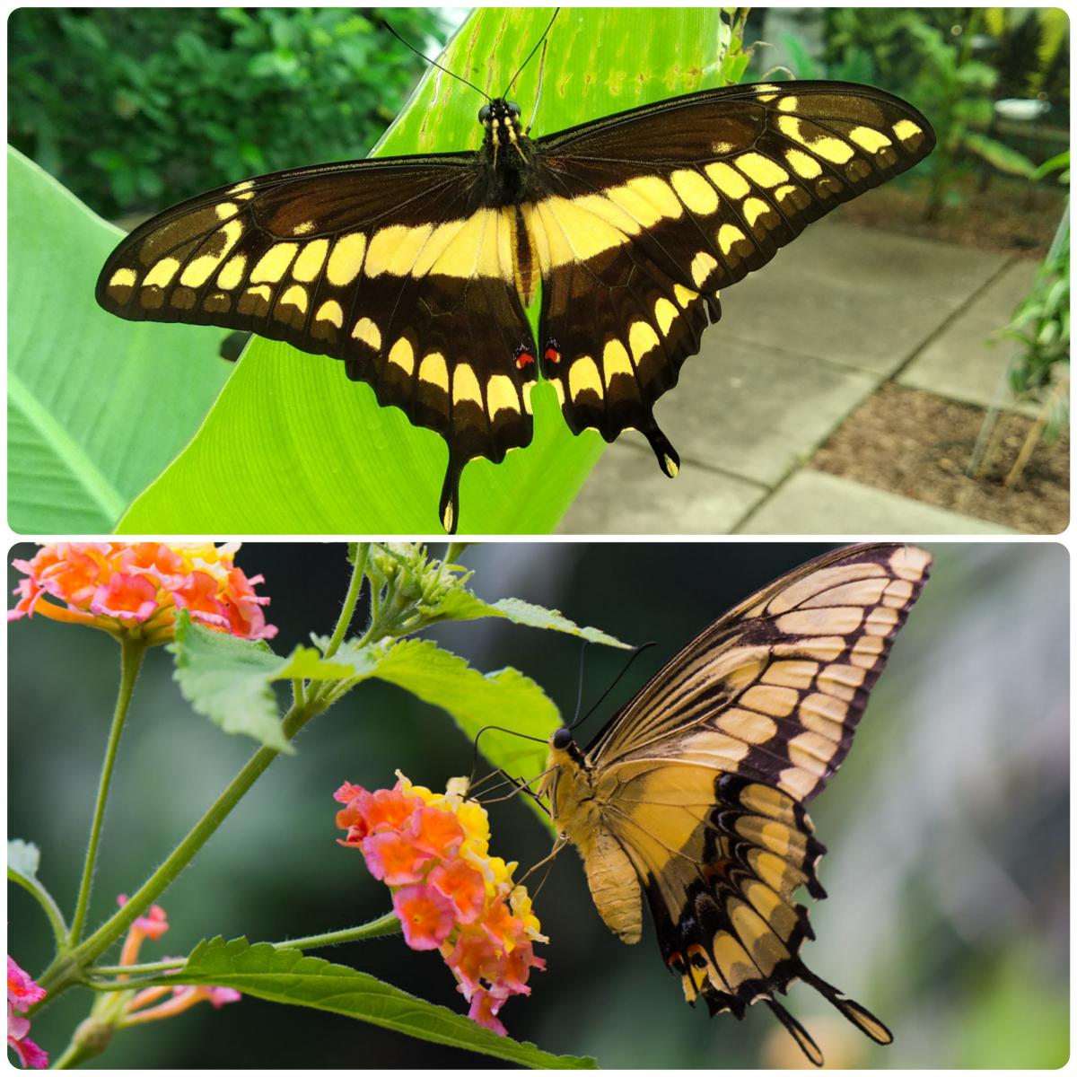 Живий тропічний метелик Papilio thoas