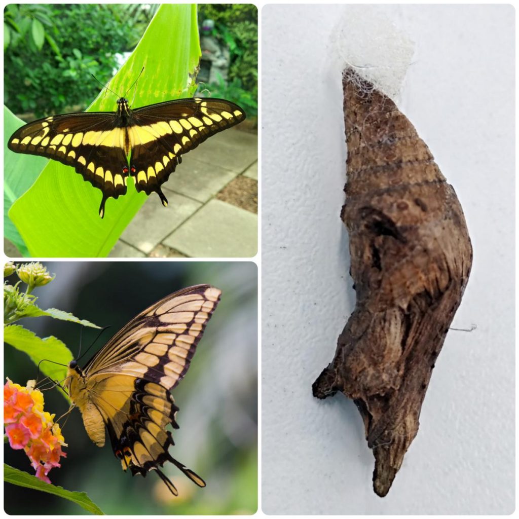 Лялечка метелика Papilio thoas