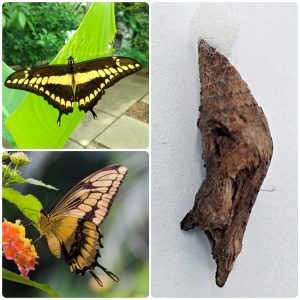 Лялечка метелика Papilio thoas
