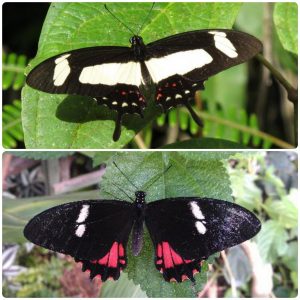 Живий тропічний метелик Papilio torquatus