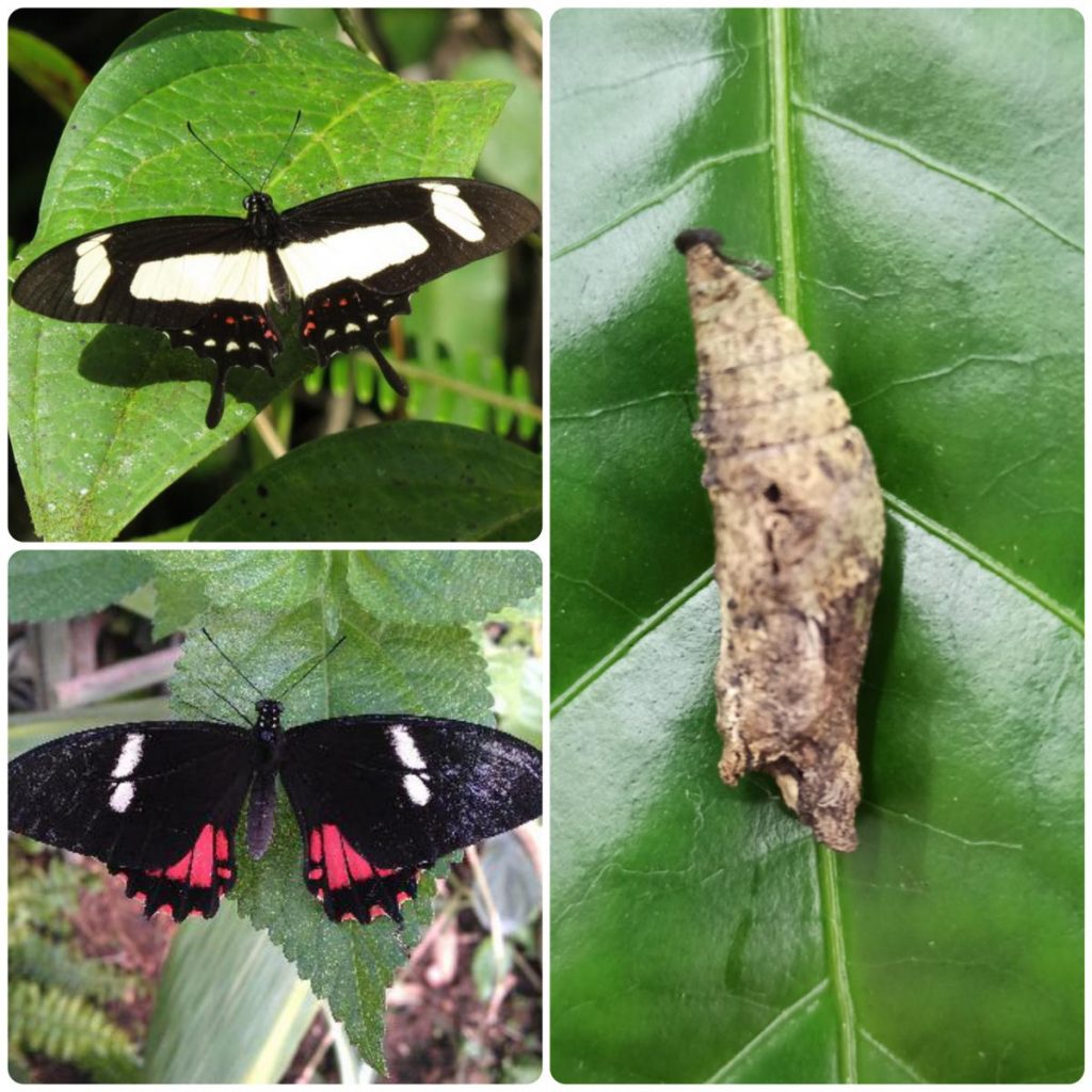 Лялечка метелика Papilio torquatus