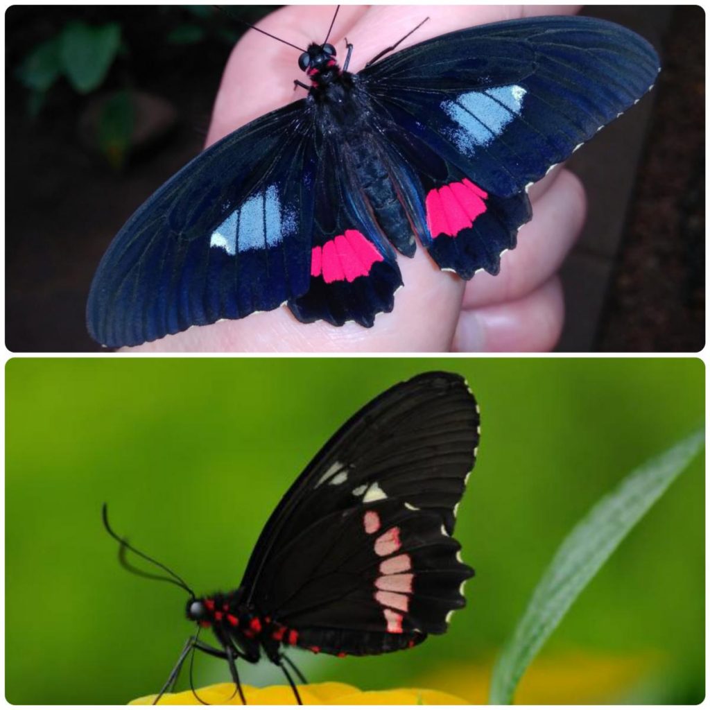 Живий тропічний метелик Parides arcas
