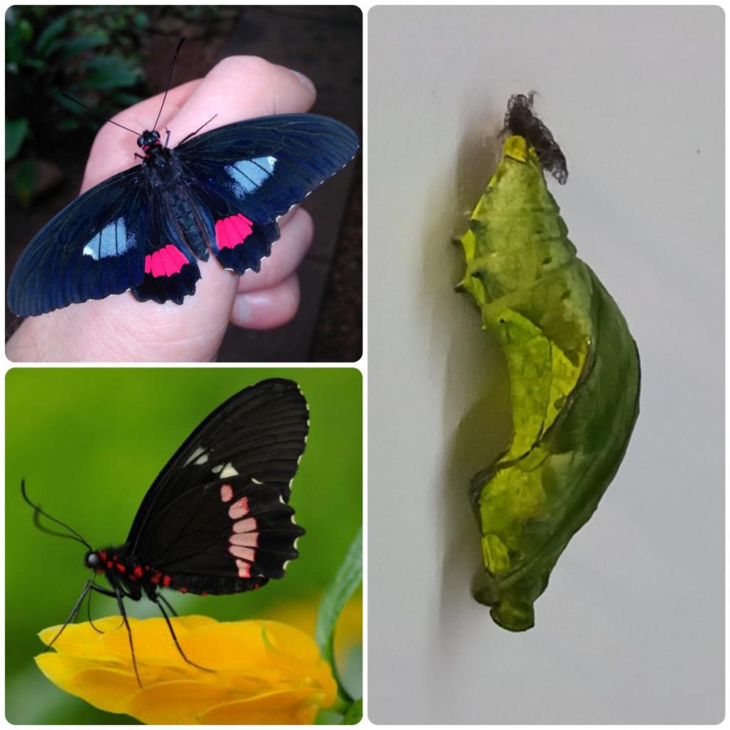Лялечка метелика Parides arcas