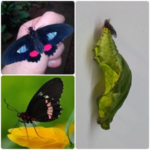 Лялечка метелика Parides arcas