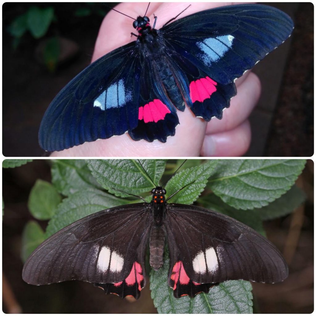 Живий тропічний метелик Parides arcas
