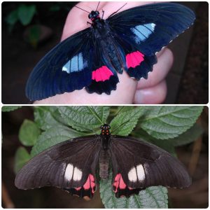 Живий тропічний метелик Parides arcas