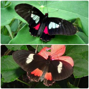 Живий тропічний метелик Parides eurimedes