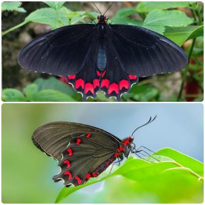 Живий тропічний метелик Parides montezuma
