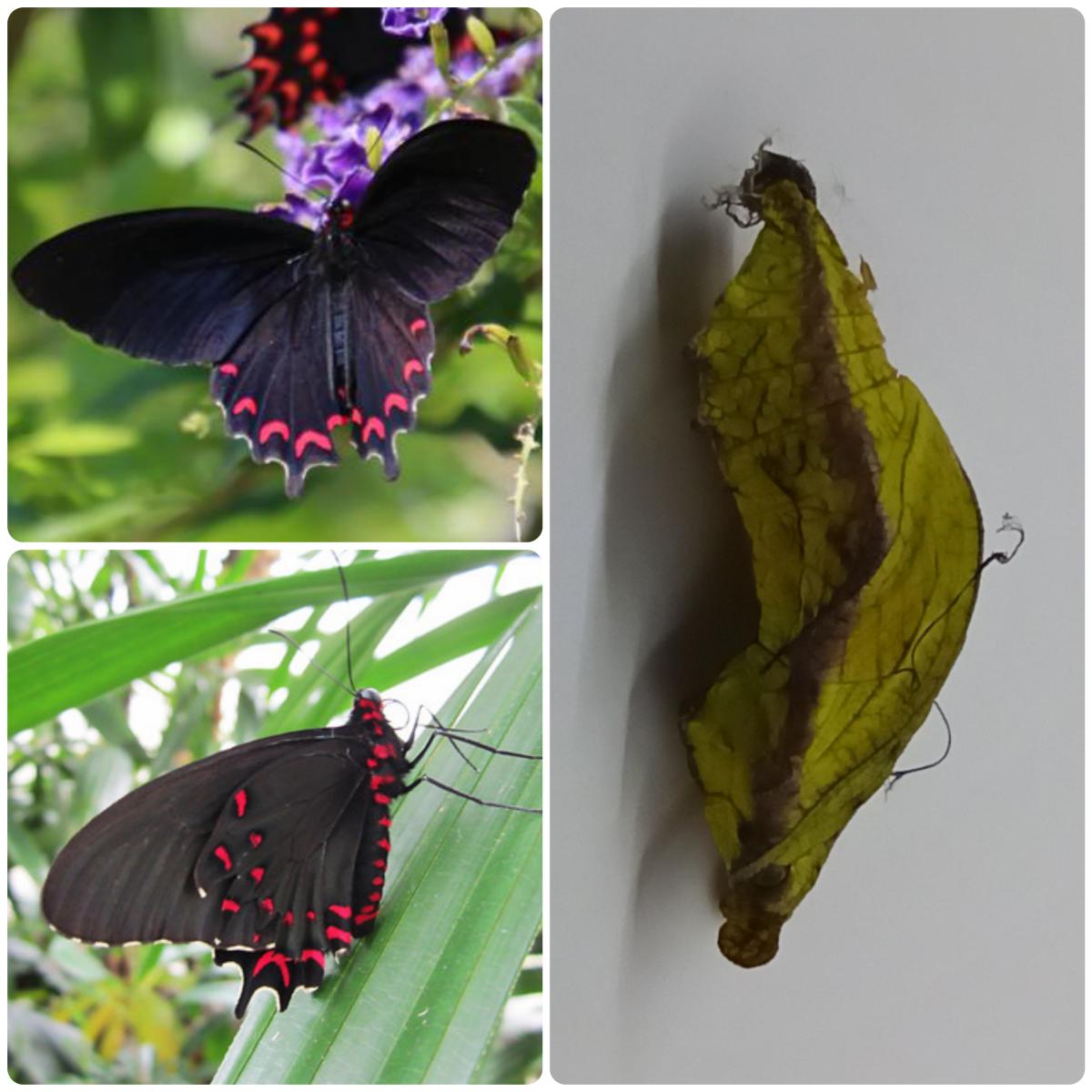Лялечка метелика Parides montezuma