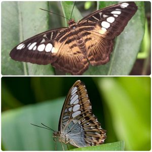 Живий тропічний метелик Parthenos sylvia