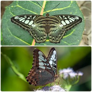 Живий тропічний метелик Parthenos sylvia lilacinus