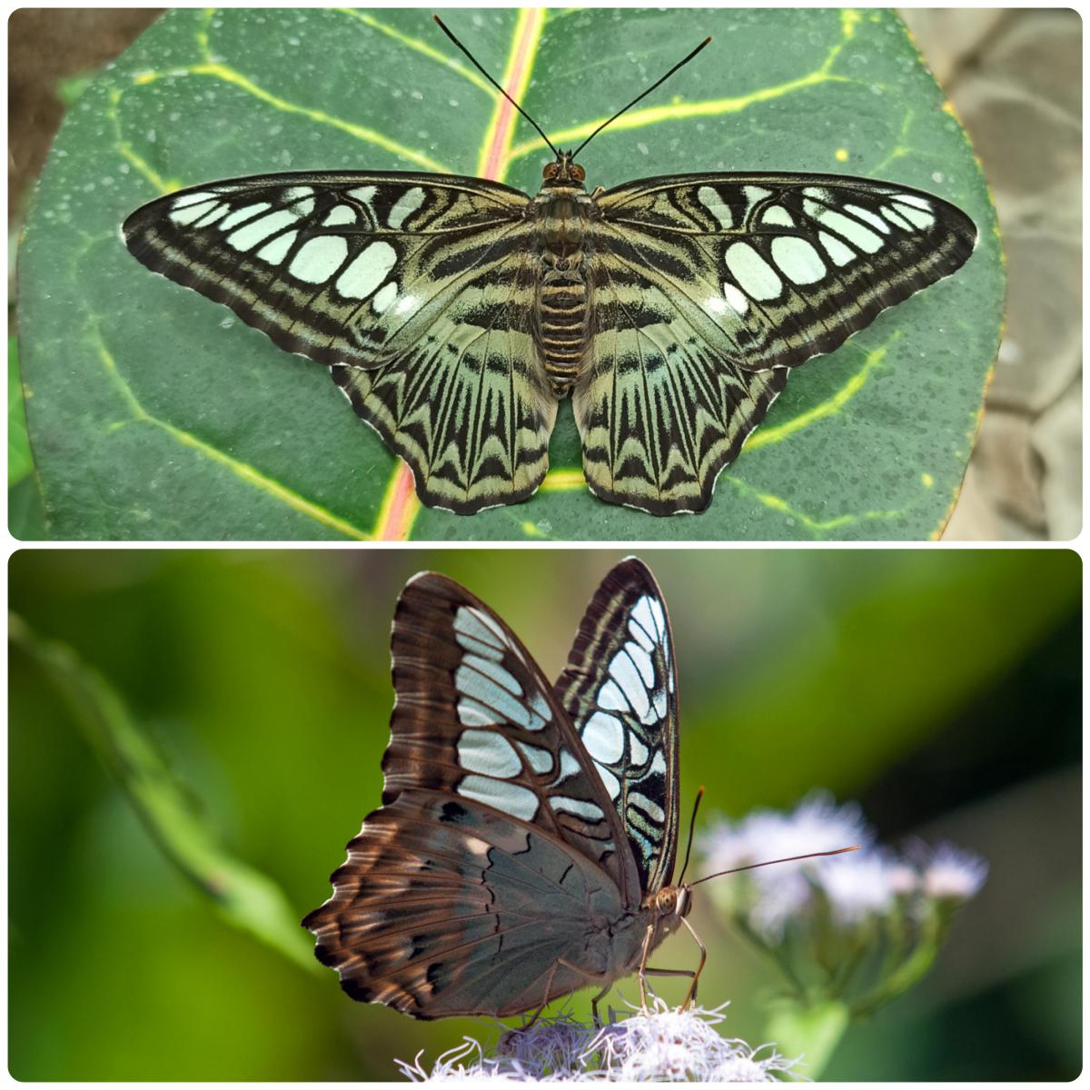 Живий тропічний метелик Parthenos sylvia lilacinus
