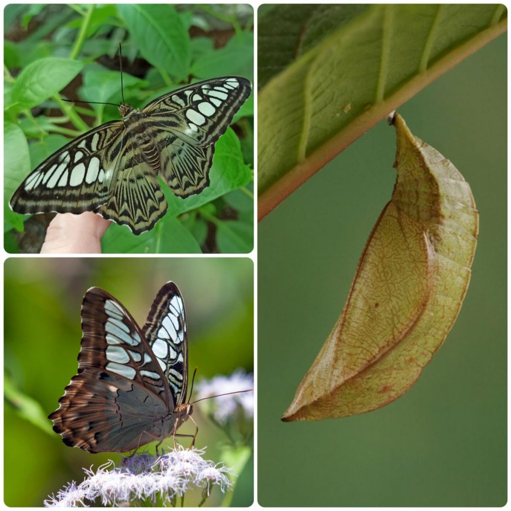 Лялечка метелика Parthenos sylvia lilacinus