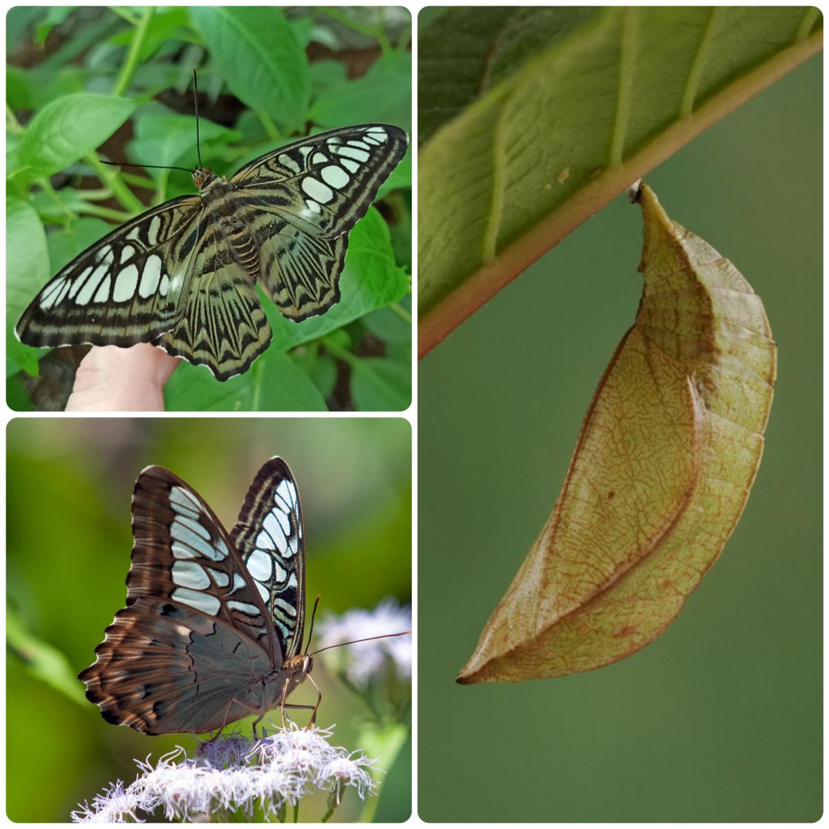 Лялечка метелика Parthenos sylvia lilacinus