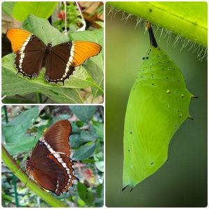 Лялечка метелика Siproeta epaphus