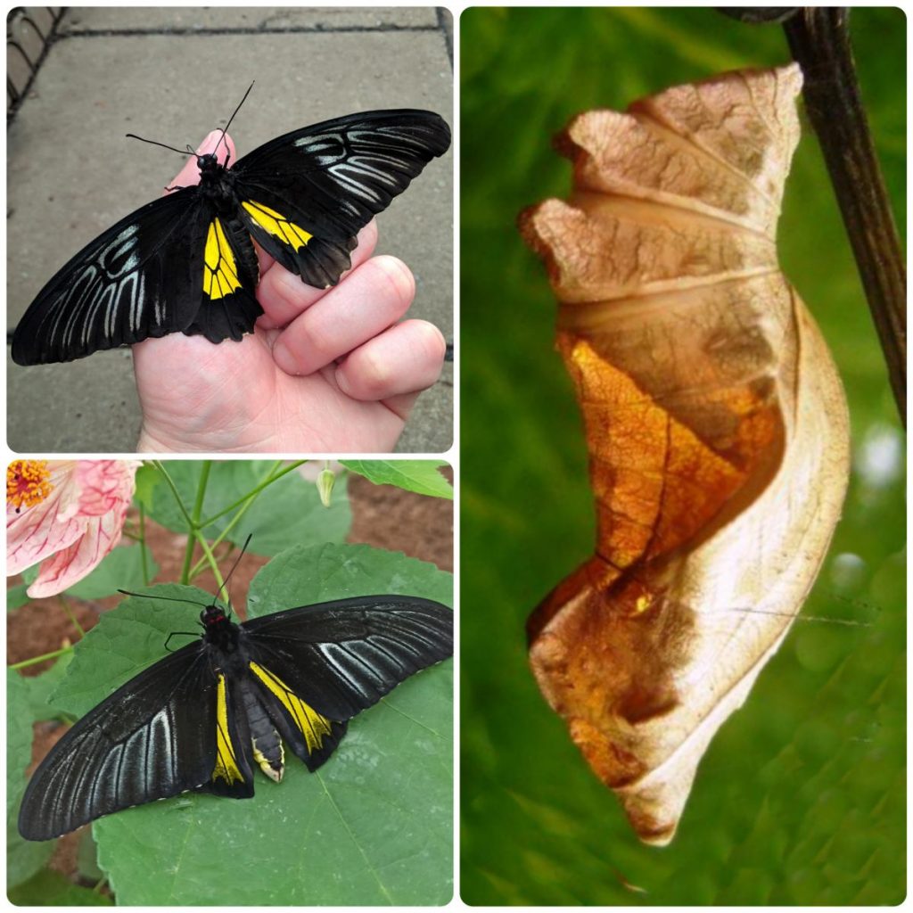 Лялечка метелика Troides rhadamanthus