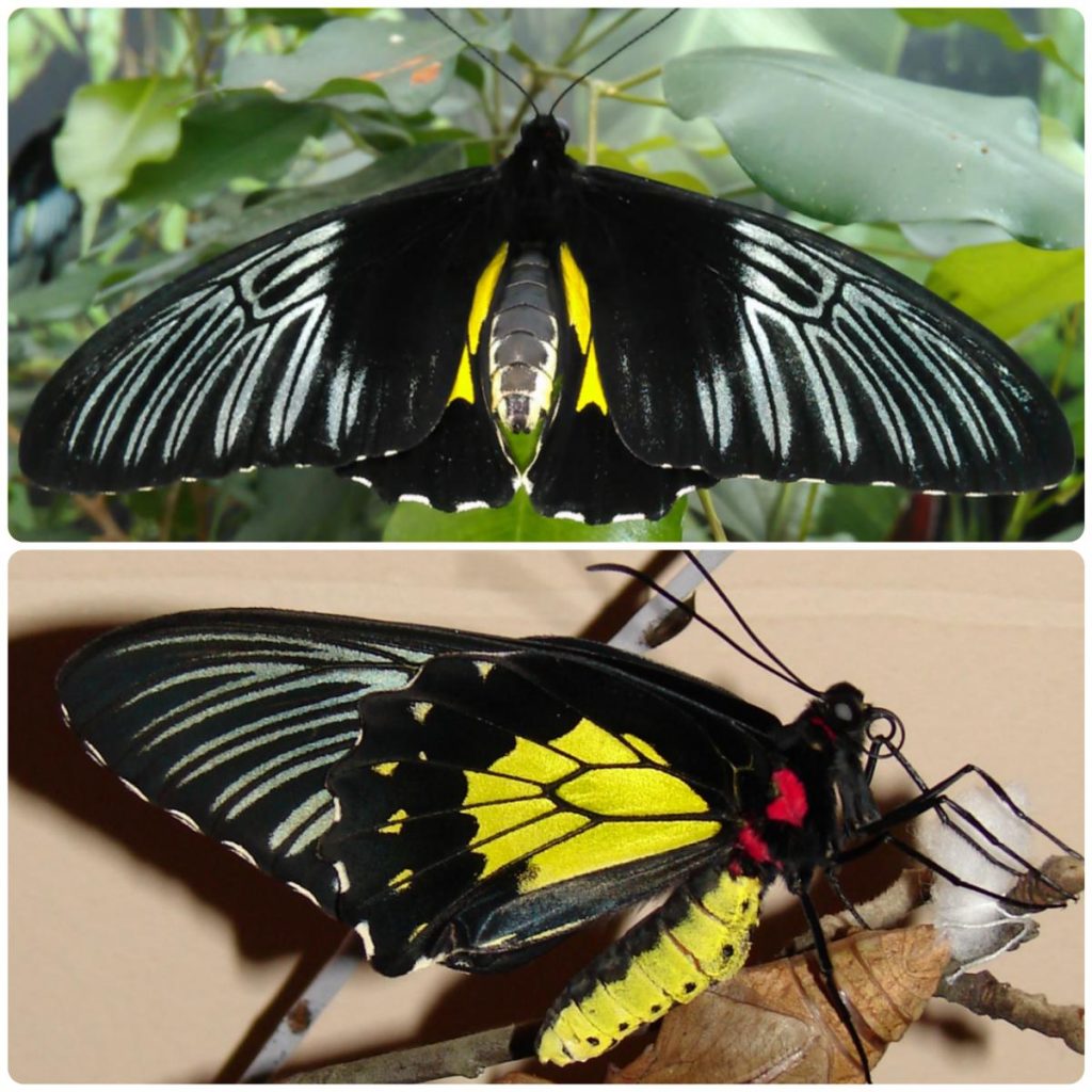 Живий тропічний метелик Troides rhadamanthus
