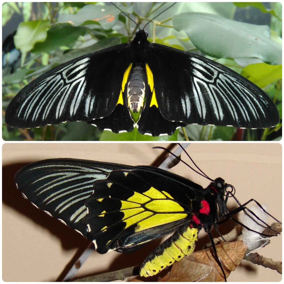 Живий тропічний метелик Troides rhadamanthus - Зображення 3