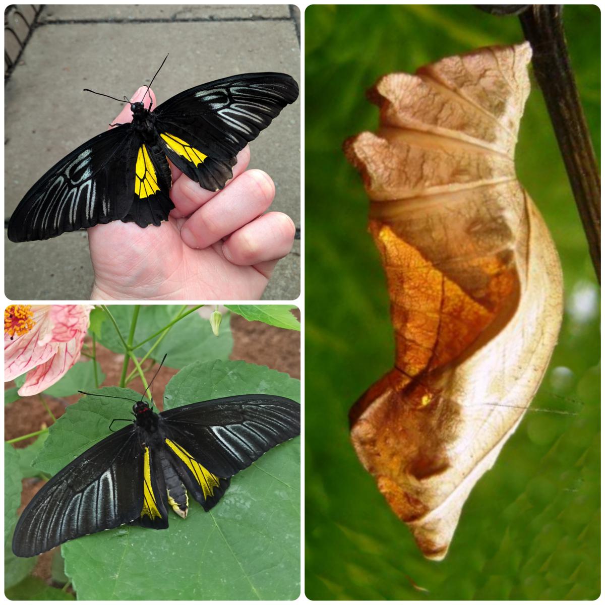 Лялечка метелика Troides rhadamanthus