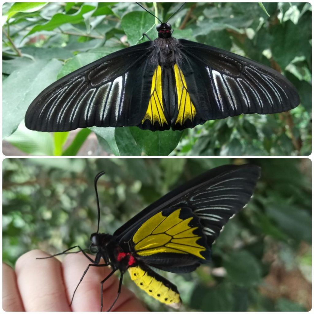 Живий тропічний метелик Troides rhadamanthus