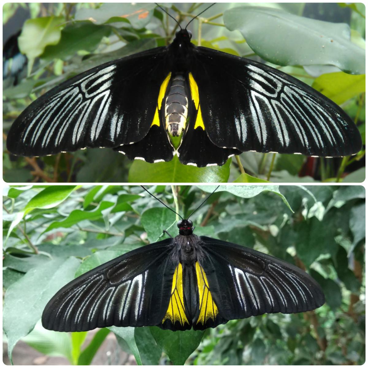 Живий тропічний метелик Troides rhadamanthus