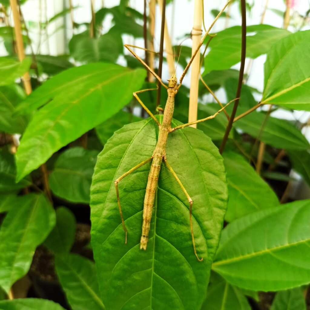 Паличник Анамський (Medauroidea extradentata)