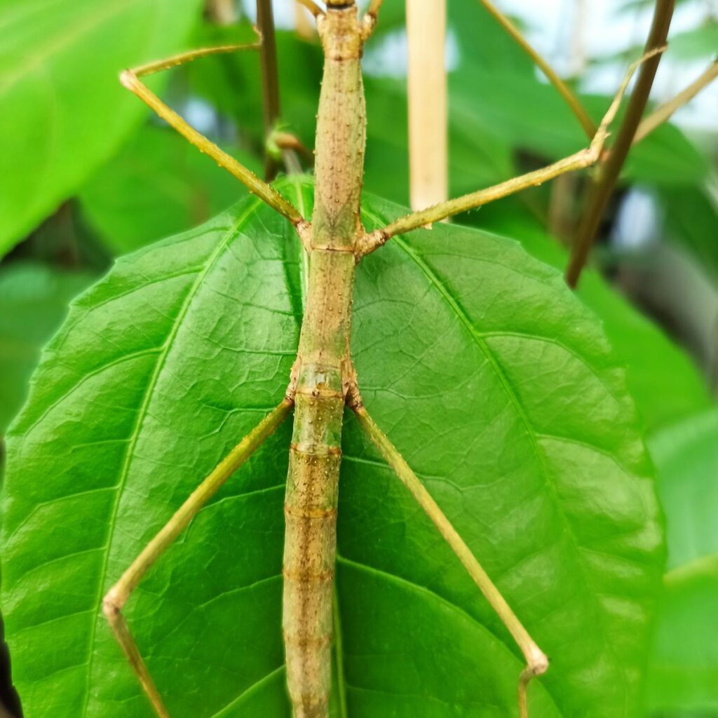 Паличник Анамський (Medauroidea extradentata)