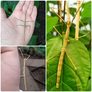 Паличник Анамський (Medauroidea extradentata)